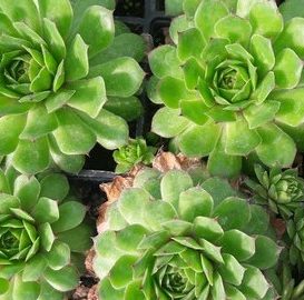 sempervivum-hen-and-chicks-houseleek-kahikatea-farm