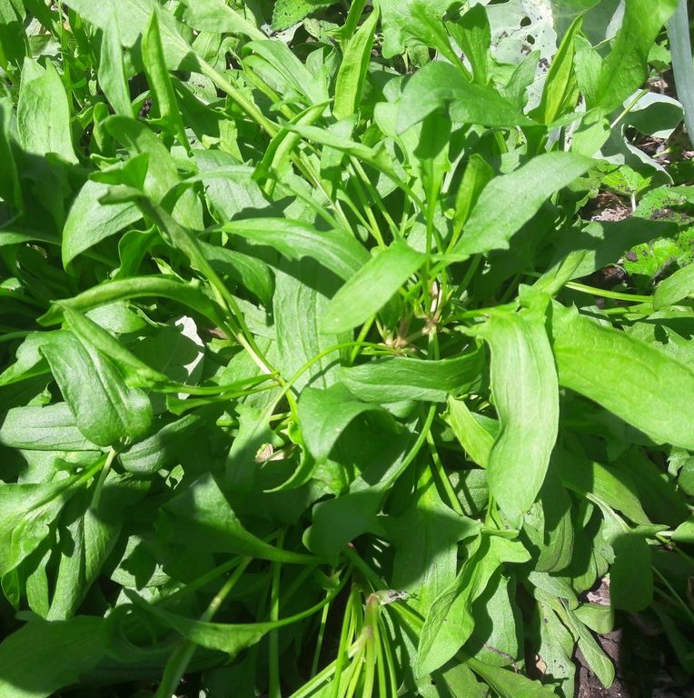 sheeps-sorrel-kahikatea-farm
