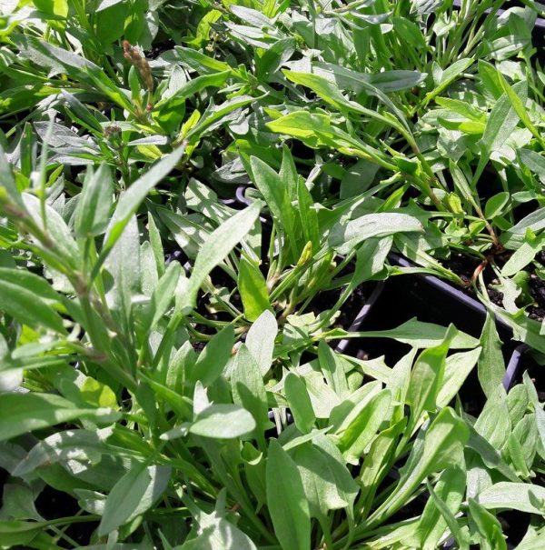 sheeps-sorrel-kahikatea-farm