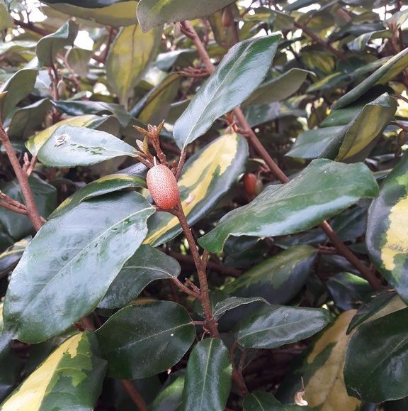 silverberry-elaeagnus-ebbingeii-kahikatea-farm