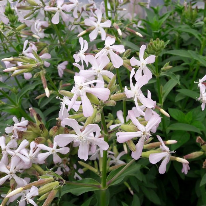 soapwort-flower-kahikatea-farm