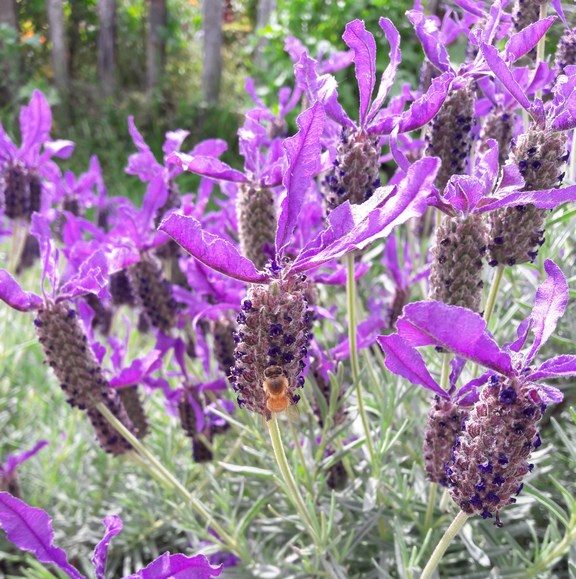 spanish-lavender-lavandula-stoechas-bee-flower-kahikatea-farm