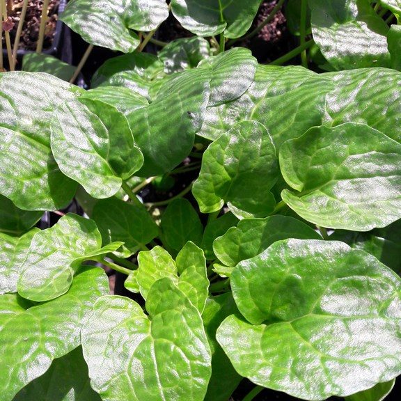 spoonwort-kahikatea-farm
