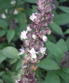 thai-basil-flower-kahikatea-farm