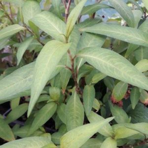 vietnamese-mint-plant-kahikatea-farm