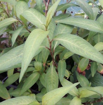 vietnamese-mint-plant-kahikatea-farm