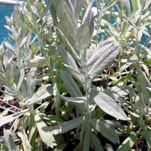 western-mugwort-kahikatea-farm