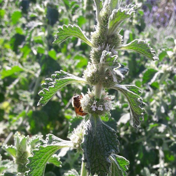 white-horehound-marrubium-kahikatea-farm