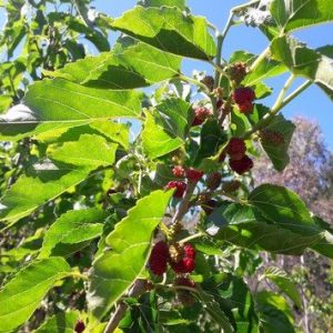 white-mulberry-tree-kahikatea-farm