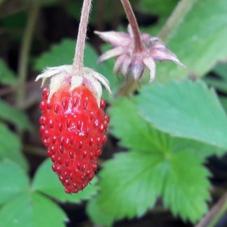 wild-strawberry-fruit-kahikatea-farm