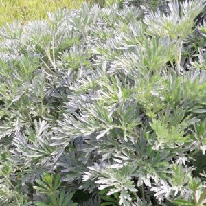wormwood -kahikatea-farm
