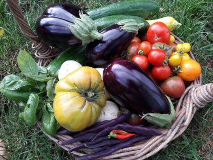 Kahikatea-Farm-start-your-own-edible-garden-workshop-abundant-vegetable-basket