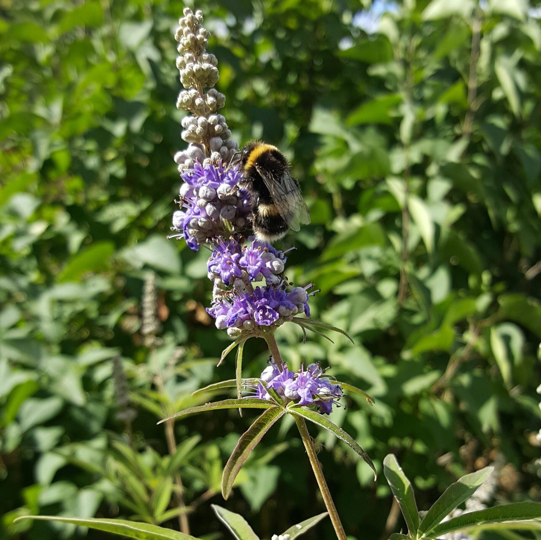 chaste-tree-vitex-flower-bee-kahikatea-farm