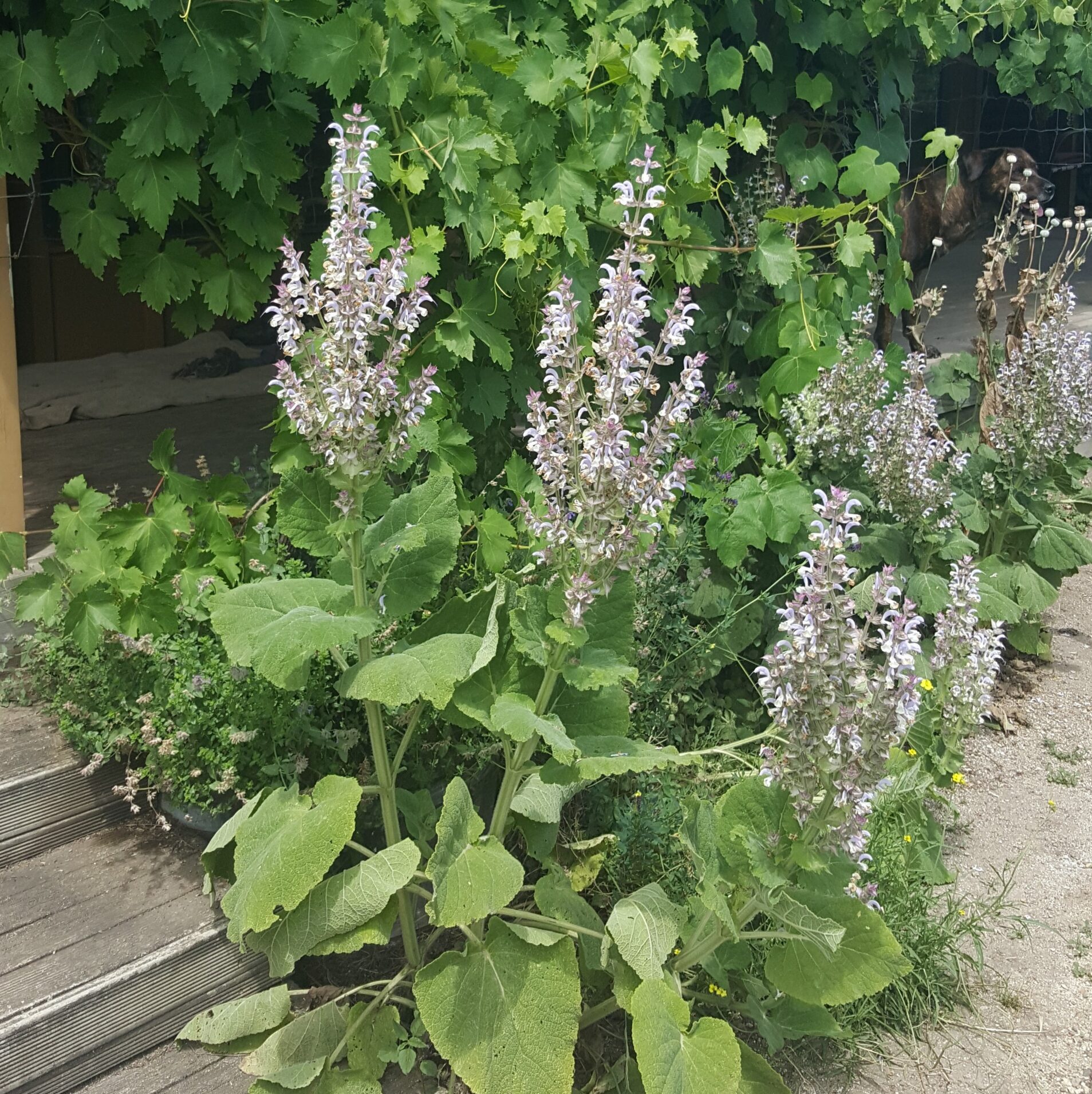 clary-sage-kahikatea-farm