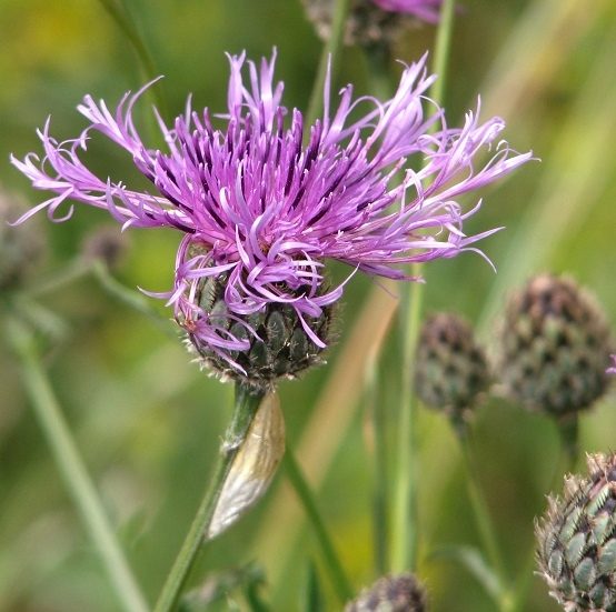 greater-knapweed-centaura-scabiosa