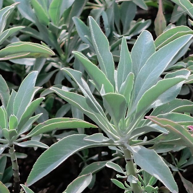 white-sage-salvia-apiana
