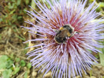 bumble-bee-on-cardoon-flower
