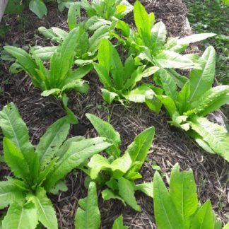 celtuce - Kahikatea - Farm