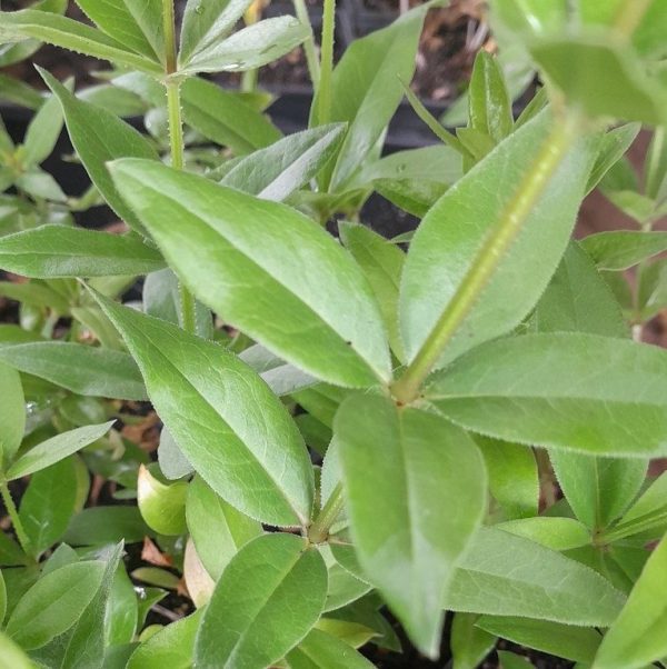 madder_plant_kahikatea_farm