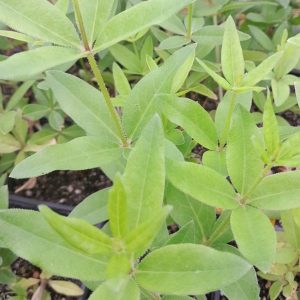 madder_plants_kahikatea_farm