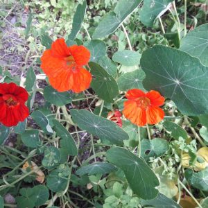 nasturtium-kahikatea-farm