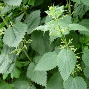 perennial-nettle-urtica-dioica