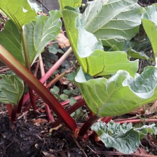 rhubarb-generic-image-kahikatea-farm