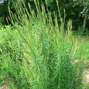 weld-plants-flowering-local-color-dyes-kahikatea-farm