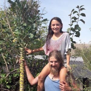 walking-stick-kale-kahikatea-farm-2.5-metres-tall