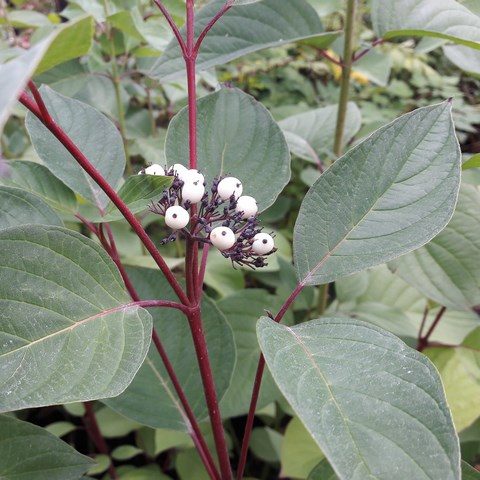 cornus-alba-dogwood-berries-kahikatea-farm