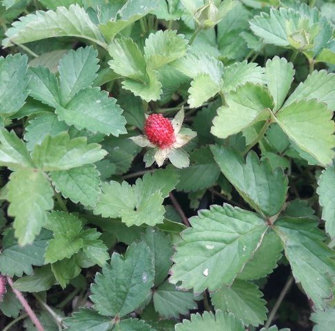 mock-strawberry-duchesnea-ground-cover-kahikatea-farm