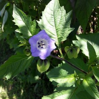 shoo-fly-plant-flowers-kahikatea-farm