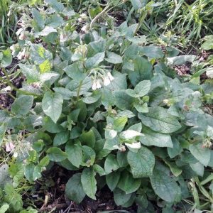 evergreen-dwarf-comfrey-groundcover-kahikateafarm