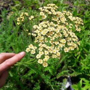 achillea-hope-flower-kahikatea-farm