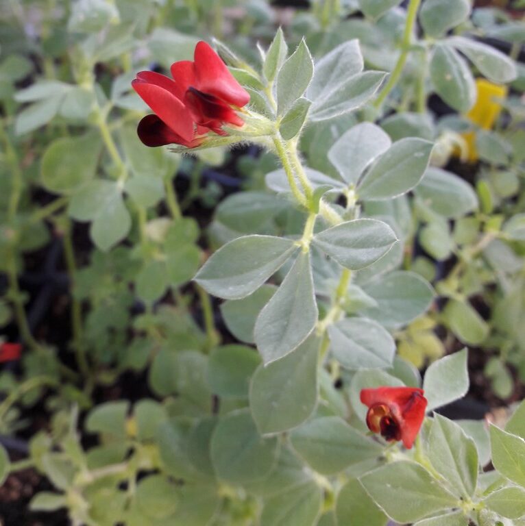 asparagus-pea-plants-kahikatea-farm