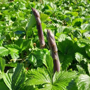 asparagus-sweet-purple-white-alpine-strawberry-kahikatea-farm