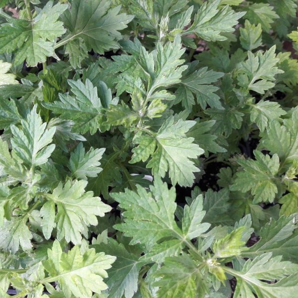 common-mugwort-artemisia-vulgaris-kahikatea-farm