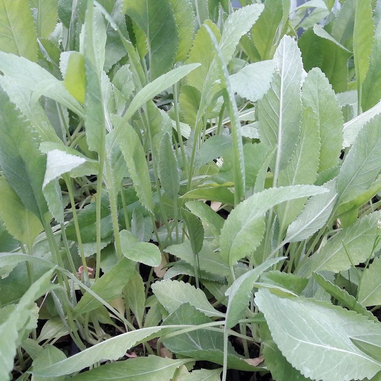 costmary-kahikatea-farm