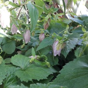 korean-bellflower-plants-kahikatea-farm