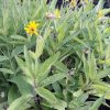 meadow-arnica-plants-kahikatea-farm