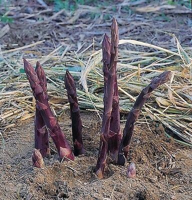 purple-asparagus-growing