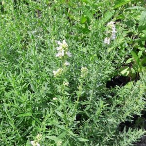 white-hyssop-plants-kahikatea-farm