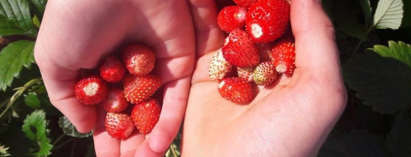 wild-strawberries-kahikatea-farm