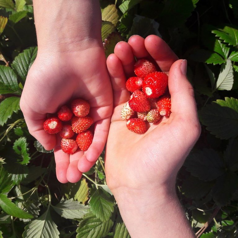 wild-strawberries-kahikatea-farm