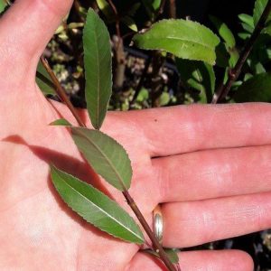 willow-black-maul-kahikatea-farm