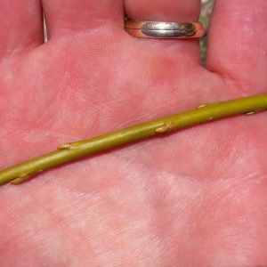 willow-osier-viminalis-gigantea-kahikatea-farm