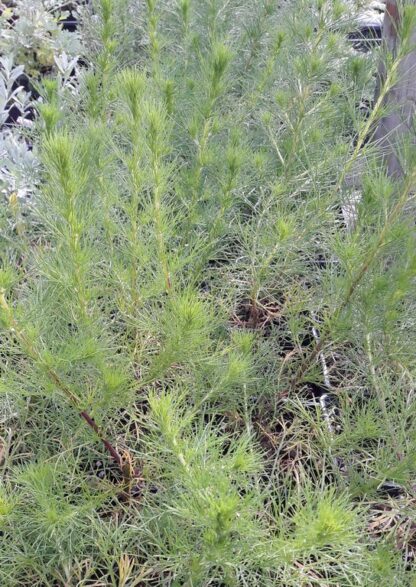 artemesia-scoparia-wormwood-redstem-kahikatea-farm