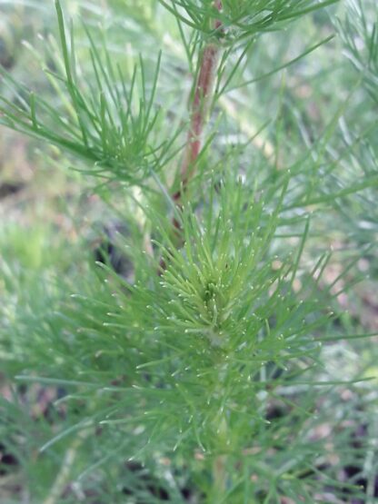 artemesia-scoparia-wormwood-redstem-stem-kahikatea-farm