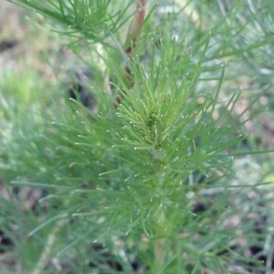 artemesia-scoparia-wormwood-redstem-stem-kahikatea-farm