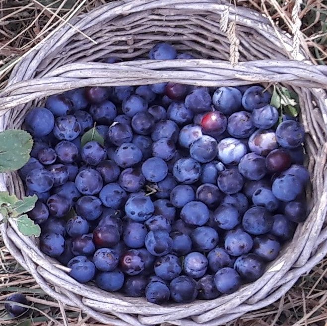 damson-fruit-kahikatea-farm